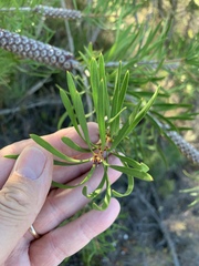 Melaleuca linearis linearis