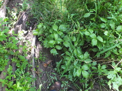 Ranunculus hispidus