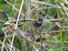 Indothemis carnatica