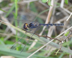 Indothemis carnatica