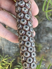 Melaleuca linearis linearis