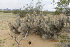 Grusonia kunzei