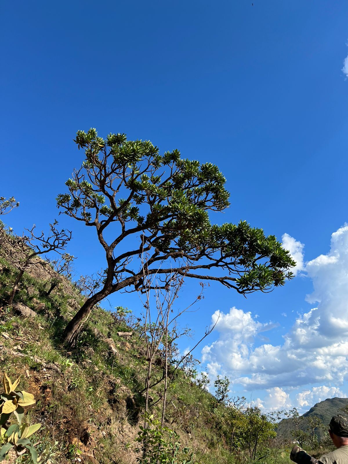 Vochysia thyrsoidea