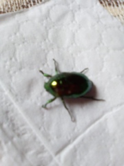 Coleoptera