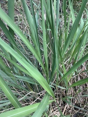 Tripsacum dactyloides