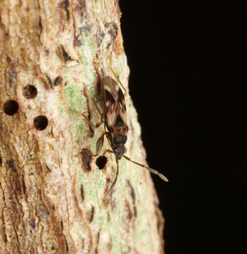 Scolopostethus pilosus