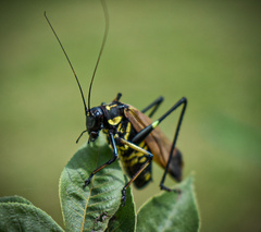 Scaphura elegans