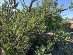 Melaleuca linearis linearis