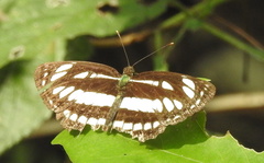 Neptis hylas