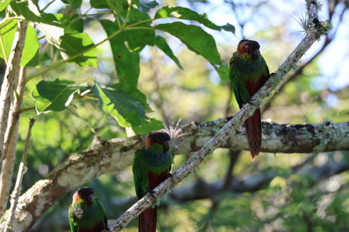 Ochre-marked Parakeet