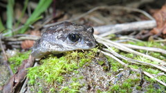 Pelobates fuscus