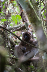 Prolemur simus