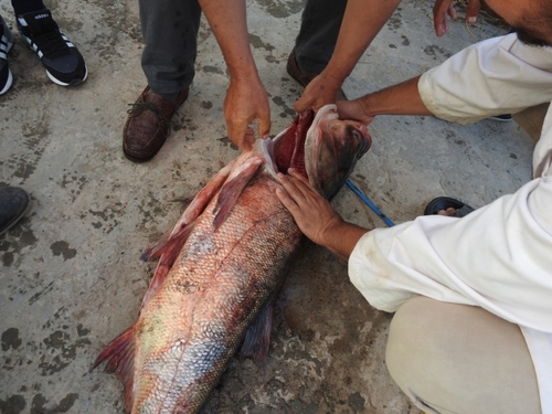 Silver carp balığı