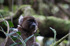 Prolemur simus