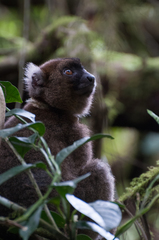 Prolemur simus