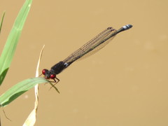 Pseudagrion hamoni