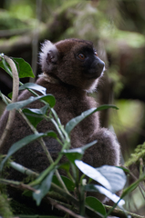 Prolemur simus