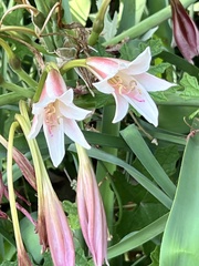 Crinum bulbispermum
