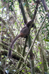 Prolemur simus