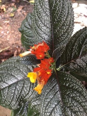 Chrysothemis pulchella