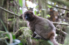 Prolemur simus