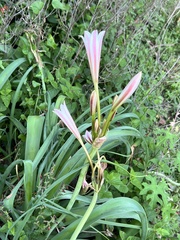 Crinum bulbispermum, photograph author not stated, no rights reserved