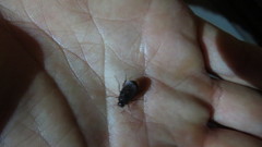 Maladera holosericea