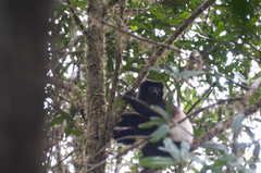 Propithecus edwardsi