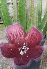 Stapelia grandiflora