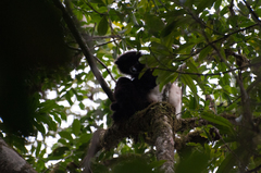 Propithecus edwardsi