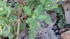 Grangea maderaspatana