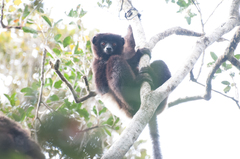 Propithecus edwardsi