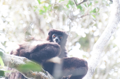 Propithecus edwardsi