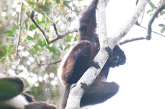 Propithecus edwardsi