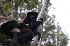 Propithecus edwardsi