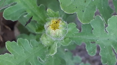 Grangea maderaspatana