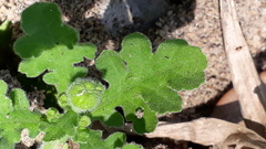 Grangea maderaspatana