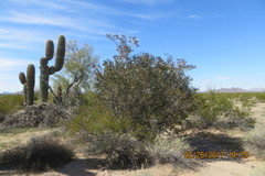 Pleradenophora bilocularis