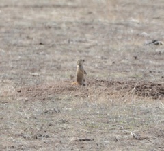 Cynomys parvidens