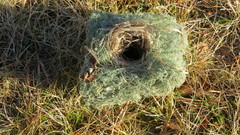 Muscardinus avellanarius