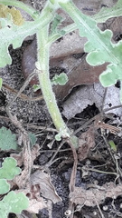 Grangea maderaspatana