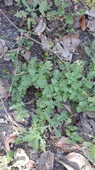 Grangea maderaspatana