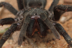 Chaetopelma olivaceum