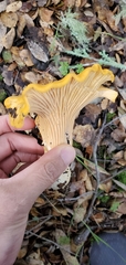Cantharellus californicus