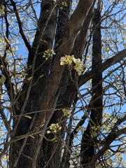 Pyrus calleryana