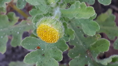 Grangea maderaspatana