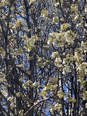 Pyrus calleryana
