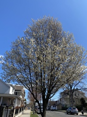 Pyrus calleryana