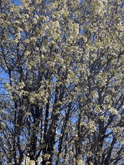 Pyrus calleryana