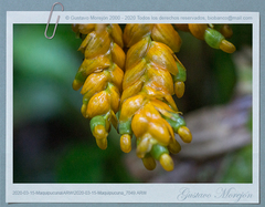 Stromanthe stromanthoides